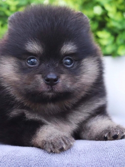 ปอมเมอเรเนียน เพศเมีย