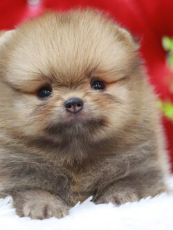 ปอมเมอเรเนียน เพศผู้ สีส้ม หน้าหมี