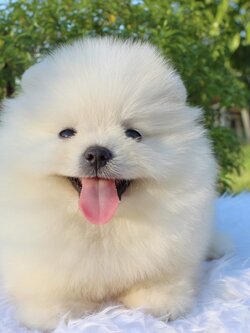 ปอมเมอเรเนียน เพศผู้ขาวครีม