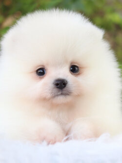 ปอมเมอเรเนียน เพศเมียสีขาวครีม