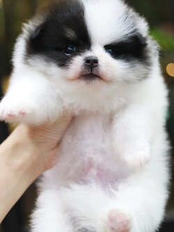 ปอมเมอเรเนียน เพศผู้