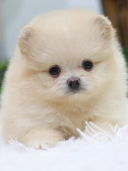 ปอมเมอเรเนียน เพศเมีย