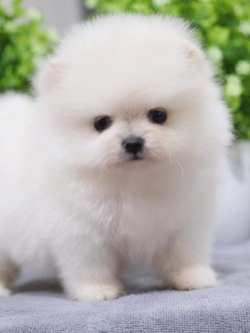 ปอมเมอเรเนียน เพศเมีย