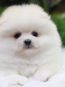 ปอมเมอเรเนียน เพศเมียสีขาว