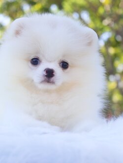 ปอมเมอเรเนียน เพศผู้ สีขาวครีม