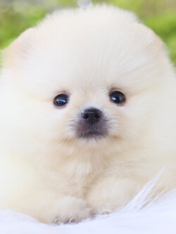 ปอมเมอเรเนียน เพศผู้ สีขาวครีมเกรดโชว์