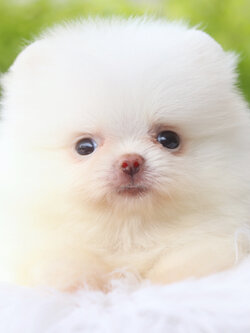 ปอมเมอเรเนียน เพศผู้สีขาวครีมเกรดโชว์