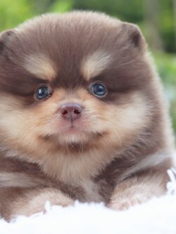 ปอมเมอเรเนียน เพศเมียสีช็อคแทน