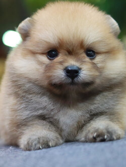 ปอมเมอเรเนียน เพศผู้