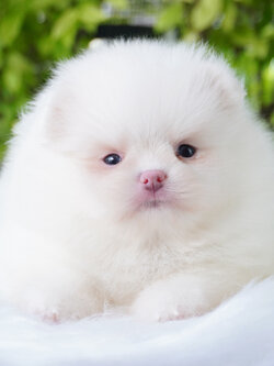 ปอมเมอเรเนียน เพศผู้ สีขาวครีม เกรดโชว์