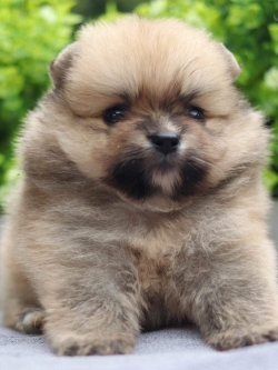 ปอมเมอเรเนียน เพศเมีย