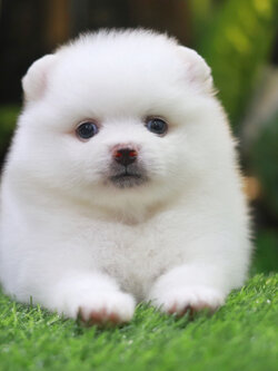 ปอมเมอเรเนียน เพศผู้ สีขาว