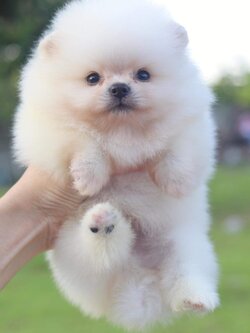 ปอมเมอเรเนียน เพศผู้ ขาวครีมไซด์เล็ก เกรดโชว์