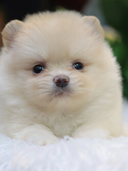 ปอมเมอเรเนียน เพศเมียสีขาวครีมไซส์เล็ก