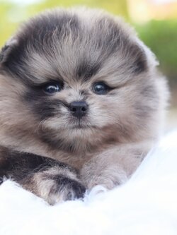 ปอมเมอเรเนียน เพศผู้สีเมอร์เร่