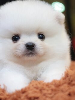 ปอมเมอเรเนียน เพศผู้ ทีคัพ สีขาวครีม