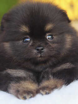 ปอมเมอเรเนียน เพศผู้ สีแบล็คแทน