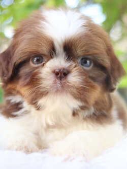 ปอมเมอเรเนียน เพศผู้ ชิสุแท้