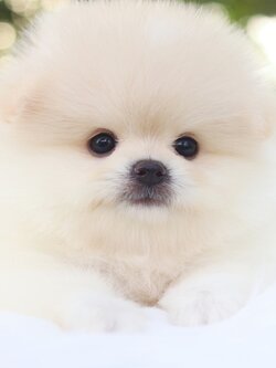 ปอมเมอเรเนียน เพศผู้สีขาวครีมเกรดโชว์