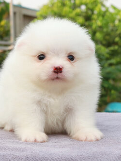 ปอมเมอเรเนียน เพศผู้ขาว