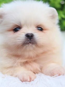 ปอมเมอเรเนียน เพศเมีย