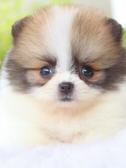 ปอมเมอเรเนียน เพศเมียแฟนซี