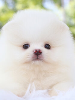 ปอมเมอเรเนียน เพศผู้สีขาวครีม เกรดโชว์