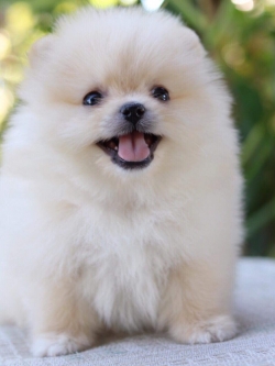 ปอมเมอเรเนียน เพศผู้