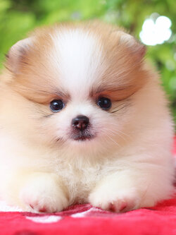 ปอมเมอเรเนียน เพศเมียสีแฟนซี