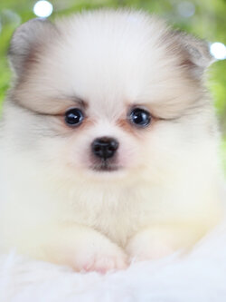 ปอมเมอเรเนียน เพศเมียสีแฟนซี