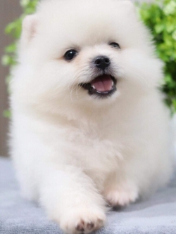 ปอมเมอเรเนียน เพศผู้