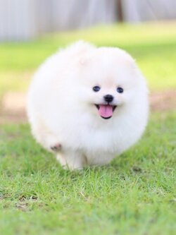 ปอมเมอเรเนียน เพศผู้ สีขาวครีม