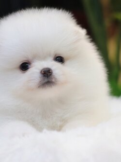 ปอมเมอเรเนียน เพศเมีย สีขาวครีม