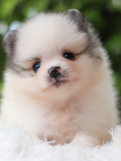 ปอมเมอเรเนียน เพศเมียแฟนซี