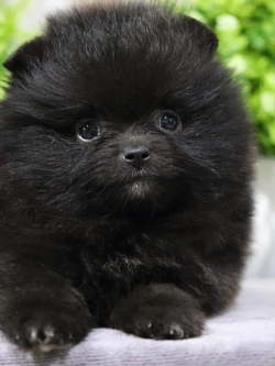 ปอมเมอเรเนียน เพศเมีย