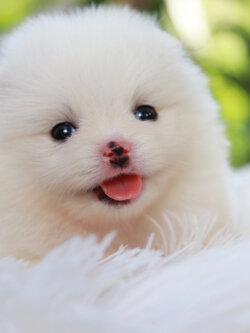 ปอมเมอเรเนียน เพศผู้ สีขาว หน้าตุ๊กตา