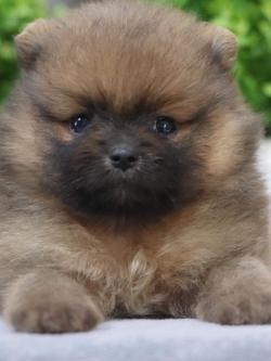 ปอมเมอเรเนียน เพศผู้