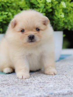 ปอมเมอเรเนียน เพศเมีย