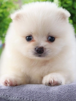 ปอมเมอเรเนียน เพศเมีย