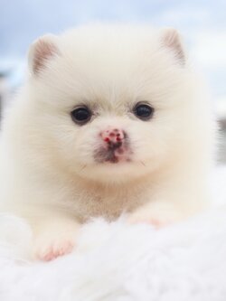 ปอมเมอเรเนียน เพศผู้สีขาวครีม