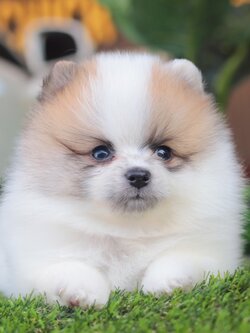 ปอมเมอเรเนียน เพศผู้ สีแฟนซี