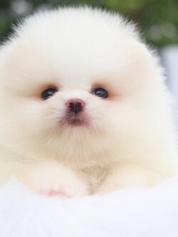 ปอมเมอเรเนียน เพศผู้สีขาวครีมเกรดโชว์ พร้อมใบเพ็ดเต็มใบ