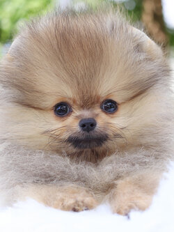 ปอมเมอเรเนียน เพศเมียสีส้ม