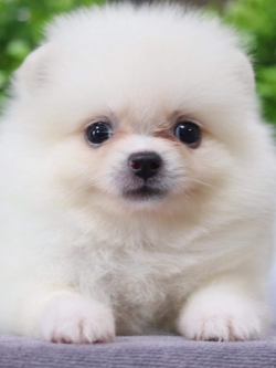 ปอมเมอเรเนียน เพศเมีย