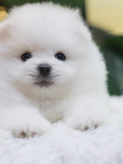 ปอมเมอเรเนียน เพศผู้ขาวหน้าฟ็อก