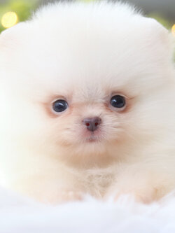 ปอมเมอเรเนียน เพศเมียสีขาวครีม เกรดโชว์