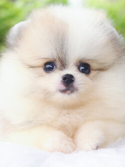 ปอมเมอเรเนียน เพศเมียสีแฟนซี