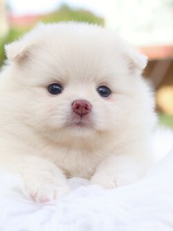 ปอมเมอเรเนียน เพศเมียสีขาวครีม