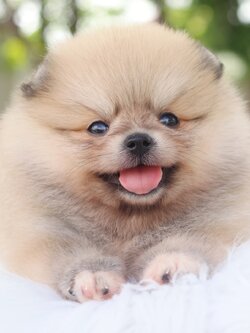 ปอมเมอเรเนียน เพศเมียสีส้ม