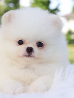 ปอมเมอเรเนียน เพศผู้สีขาวครีม เกรดโชว์